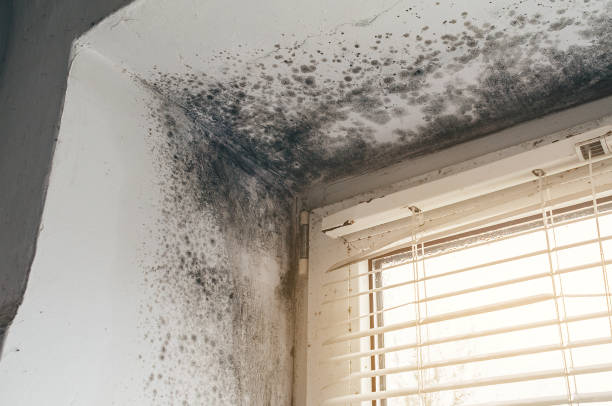 Affordable Mold Removal solutions in Ferndale, MI